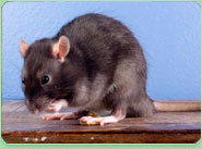 rat control Hessle